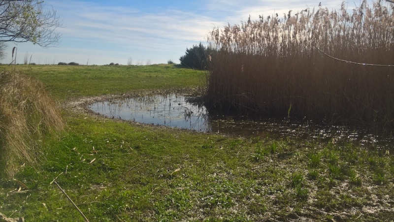 San Salvo, al via il Piano di gestione e controllo della popolazione dei cinghiali nell’area SIC di San Salvo marina