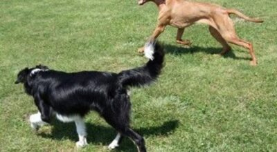 Al lavoro per un’area riservata allo sgambamento dei cani