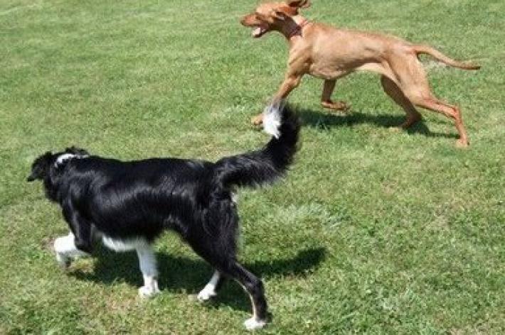 Al lavoro per un’area riservata allo sgambamento dei cani