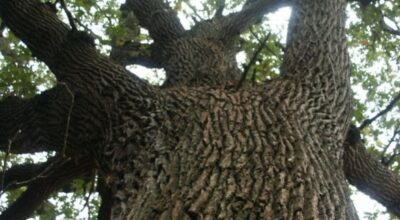 Le amministrazioni comunali di prassi non abbattono gli alberi