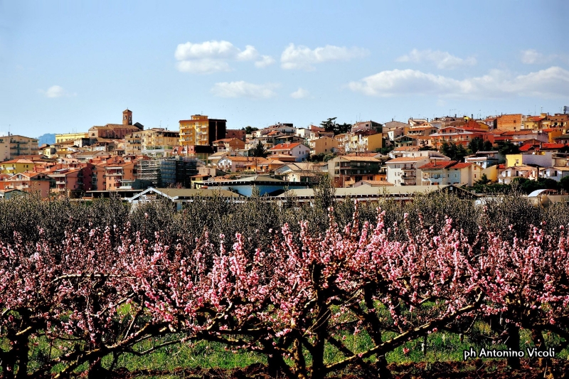 Buona Domenica delle Palme a tutti i miei concittadini