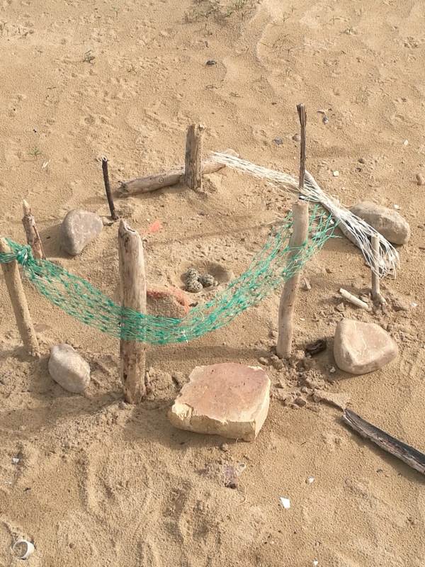 Tutela del Fratino, anche quest’anno ha nidificato sul lungomare di San Salvo