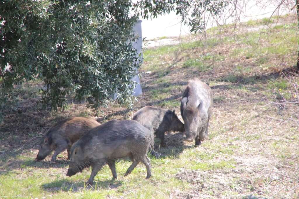 Autorizzato l’abbattimento selettivo dei cinghiali