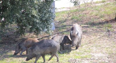 Abbattimento e controllo dei cinghiali, nuova ordinanza del sindaco