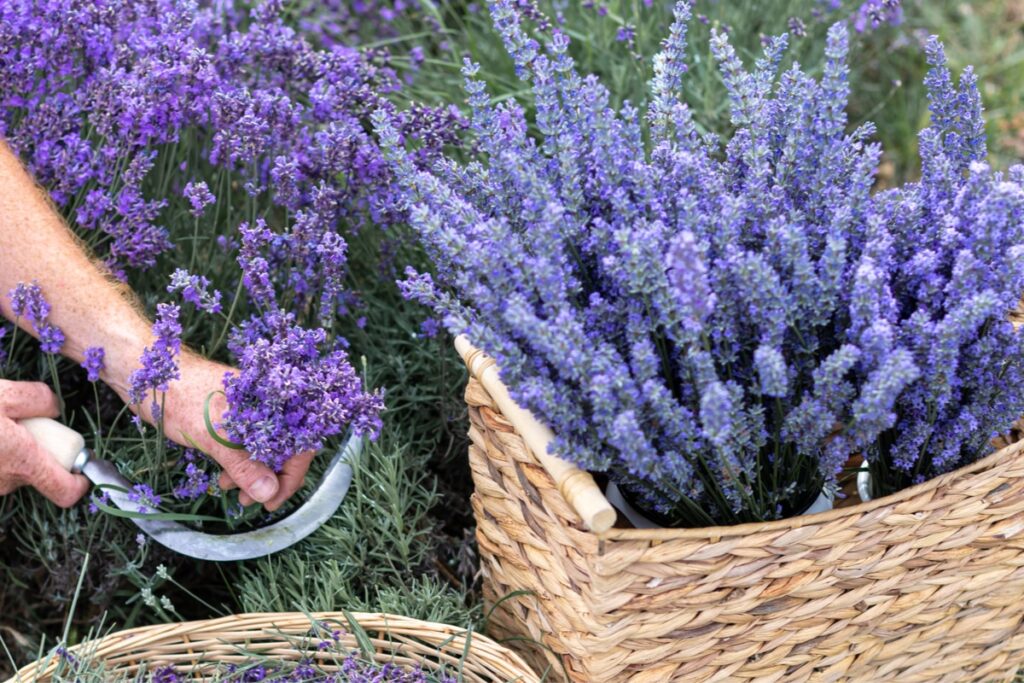 La Festa della Lavanda 2016